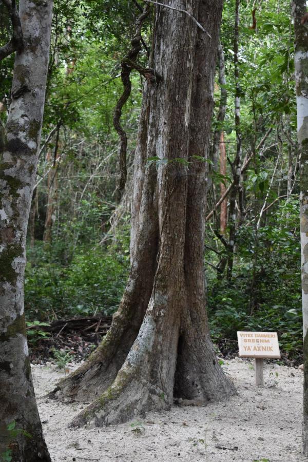 Eco Aldea Kinich Ahau Villa Xpujil Bagian luar foto